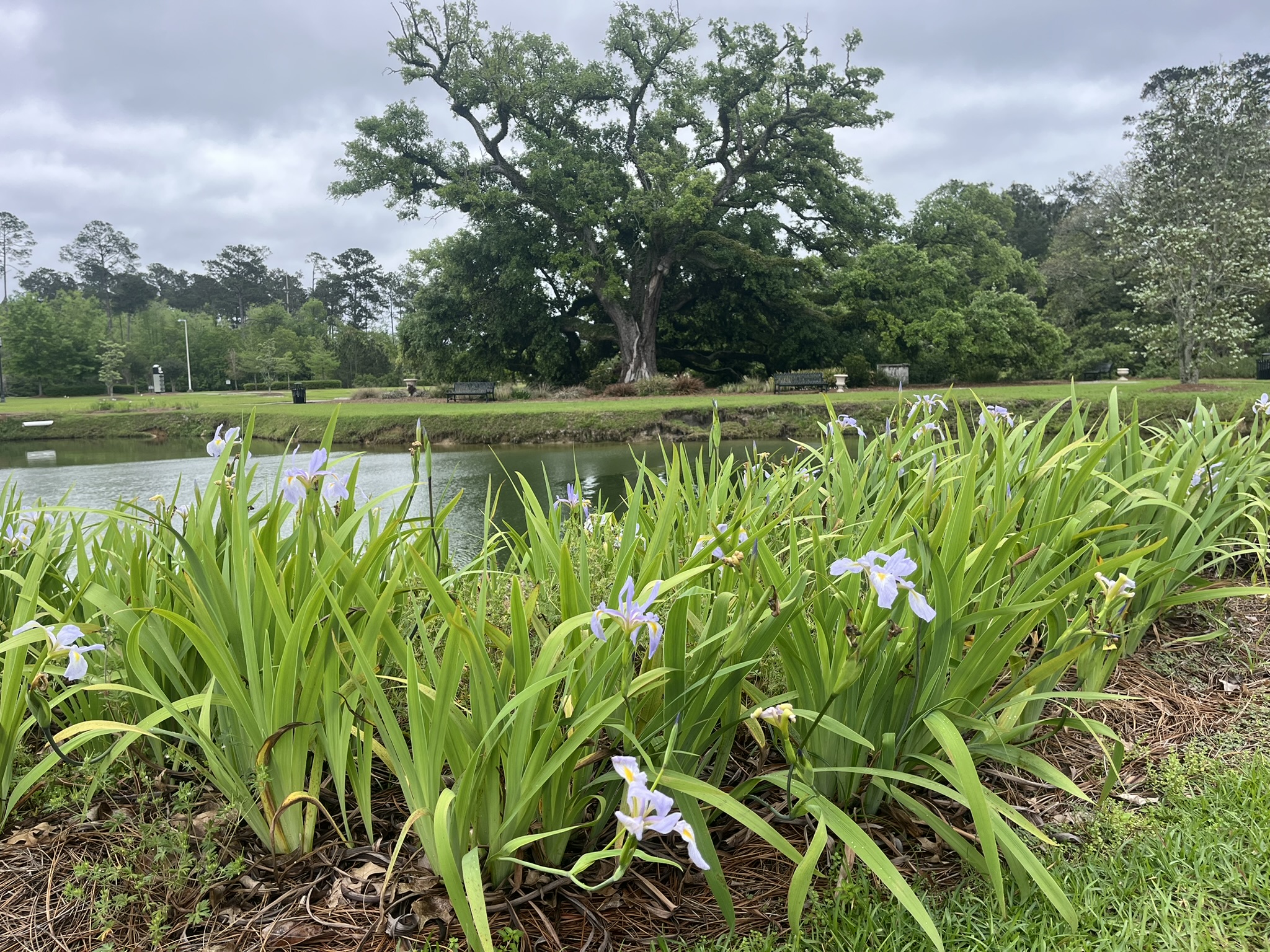 Light blue flowers on a plant next to a pond.
